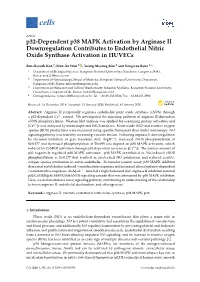 P32-Dependent P38 MAPK Activation by Arginase II Downregulation Contributes to Endothelial Nitric Oxide Synthase Activation in Huvecs