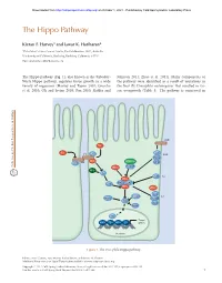 The Hippo Pathway