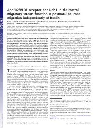 Apoer2/VLDL Receptor and Dab1 in the Rostral Migratory Stream Function in Postnatal Neuronal Migration Independently of Reelin