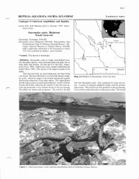 0616 Sauromalus Varius.Pdf