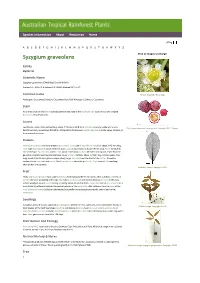 Syzygium Graveolens Click on Images to Enlarge