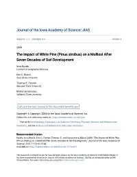 The Impact of White Pine (Pinus Strobus) on a Mollisol After Seven Decades of Soil Development