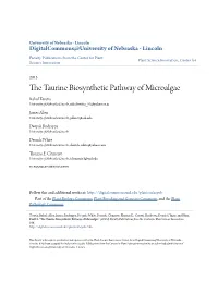 The Taurine Biosynthetic Pathway of Microalgae