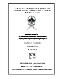 Hypericum Mysorense OINTMENT for ITS WOUND HEALING ACTIVITY