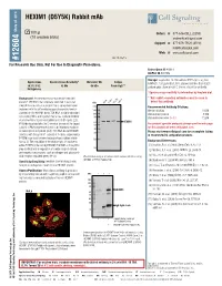 HEXIM1 (D5Y5K) Rabbit