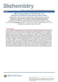 AMP Binding Stabilizes the KTN Domain of the Shewanella