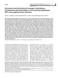 Structural and Biochemical Changes Underlying a Keratoderma-Like Phenotype in Mice Lacking Suprabasal AP1 Transcription Factor Function