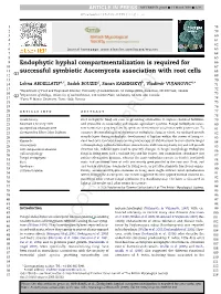 Endophytic Hyphal Compartmentalization Is Required for Successful Symbiotic Ascomycota Association with Root Cells