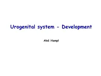Urogenital System - Development