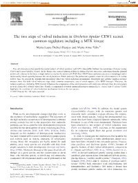 Oscheius Tipulae CEW1 Recruit Common Regulators Including a MEK Kinase