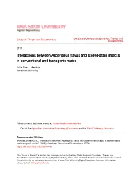 Interactions Between Aspergillus Flavus and Stored-Grain Insects in Conventional and Transgenic Maize