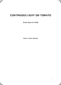 Continuous Light on Tomato