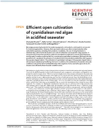 Efficient Open Cultivation of Cyanidialean Red Algae in Acidified