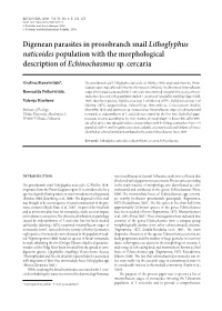 Digenean Parasites in Prosobranch Snail Lithoglyphus Naticoides Population with the Morphological Description of Echinochasmus Sp