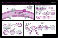 Mitochondrial Dynamics, Mitophagy, and Autophagy