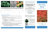 Burning Bush Is Beautiful, Why What Does Burning Bush Look What Is Burning Bush? Fruit Are Red, Smooth, and Shouldn’T I Plant It? • a Large Deciduous Shrub