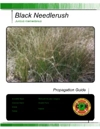 CPR Juncus Roemerianus