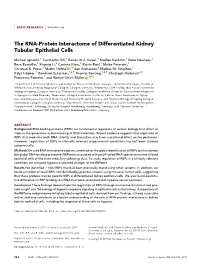 The RNA-Protein Interactome of Differentiated Kidney Tubular Epithelial Cells