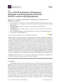 Class I KNOX Is Related to Determinacy During the Leaf Development of the Fern Mickelia Scandens (Dryopteridaceae)