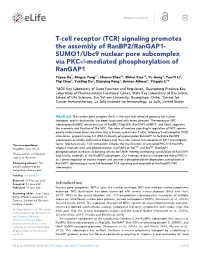 T-Cell Receptor (TCR) Signaling Promotes the Assembly of Ranbp2