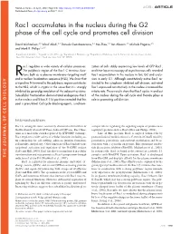Rac1 Accumulates in the Nucleus During the G2 Phase of the Cell