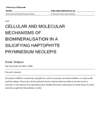 Cellular and Molecular Mechanisms of Biomineralisation in a Silicifying Haptophyte Prymnesium Neolepis