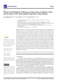 Transit and Metabolic Pathways of Quercetin in Tubular Cells: Involvement of Its Antioxidant Properties in the Kidney