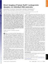 Direct Imaging of Human Rad51 Nucleoprotein Dynamics On