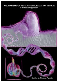 MECHANISMS of VEGETATIVE PROPAGATION in BULBS a Molecular Approach