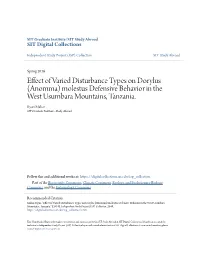 Effect of Varied Disturbance Types on Dorylus (Anomma) Molestus Defensive Behavior in the West Usumbara Mountains, Tanzania
