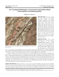 The Twostriped Walkingstick, Anisomorpha Buprestoides (Stoll) (Phasmatodea: Pseudophasmatidae)1