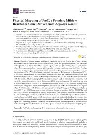 Physical Mapping of Pm57, a Powdery Mildew Resistance Gene Derived from Aegilops Searsii