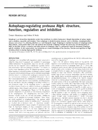 Autophagy-Regulating Protease Atg4: Structure, Function, Regulation and Inhibition