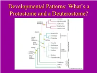 Developmental Patterns: What's a Protostome and a Deuterostome?