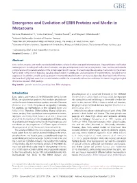 Emergence and Evolution of ERM Proteins and Merlin in Metazoans