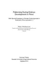 Patterning During Embryo Development in Pinus