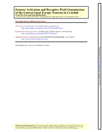Of the Lateral Giant Escape Neurons in Crayfish Sensory Activation And