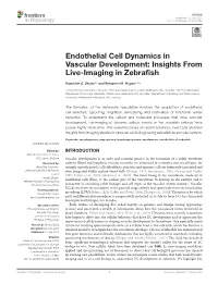 Endothelial Cell Dynamics in Vascular Development: Insights from Live-Imaging in Zebraﬁsh