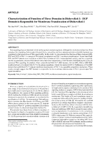 DEP Domain Is Responsible for Membrane Translocation of Dishevelled-1