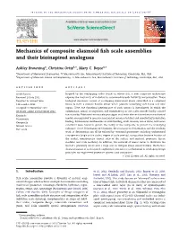 Mechanics of Composite Elasmoid Fish Scale Assemblies and Their
