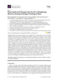 Transcriptional Changes Involved in Atrophying Muscles During Prolonged Fasting in Rats