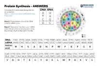 Protein Synthesis - ANSWERS