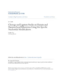 Cleavage and Ligation Studies in Hairpin and Hammerhead Ribozymes Using Site Specific Nucleotide Modifications Snigdha Roy University of Vermont