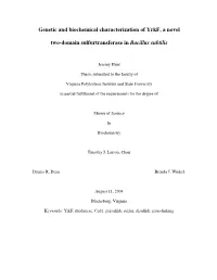 Genetic and Biochemical Characterization of Yrkf, a Novel