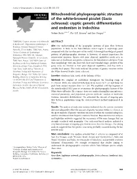 Mitochondrial Phylogeographic Structure of the White-Browed Piculet (Sasia Ochracea): Cryptic Genetic Differentiation and Endemi