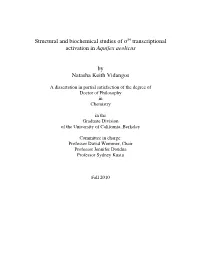Structural and Biochemical Studies of Σ54 Transcriptional Activation in Aquifex Aeolicus