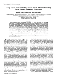 Linkage Groups of Protein-Coding Genes in Western Palearctic Water Frogs Reveal Extensive Evolutionary Conservation