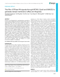 The Rho Gtpase Rif Signals Through IRTKS, Eps8 and WAVE2 To