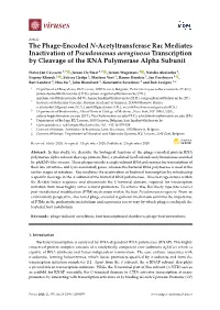 The Phage-Encoded N-Acetyltransferase Rac Mediates Inactivation of Pseudomonas Aeruginosa Transcription by Cleavage of the RNA Polymerase Alpha Subunit