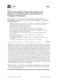 Tendon Extracellular Matrix Remodeling and Defective Cell Polarization in the Presence of Collagen VI Mutations